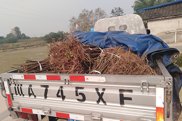 綿陽三臺采摘園5000株桃苗李苗正在裝車