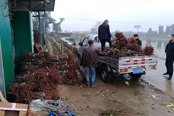 重慶忠縣品種桃苗12000株裝車中