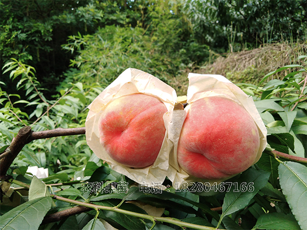 四川果樹苗種植基地