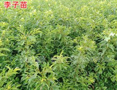 四川蜂糖李樹苗花期管理注意要點