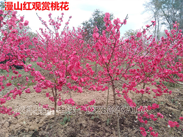 漫山紅觀賞桃花