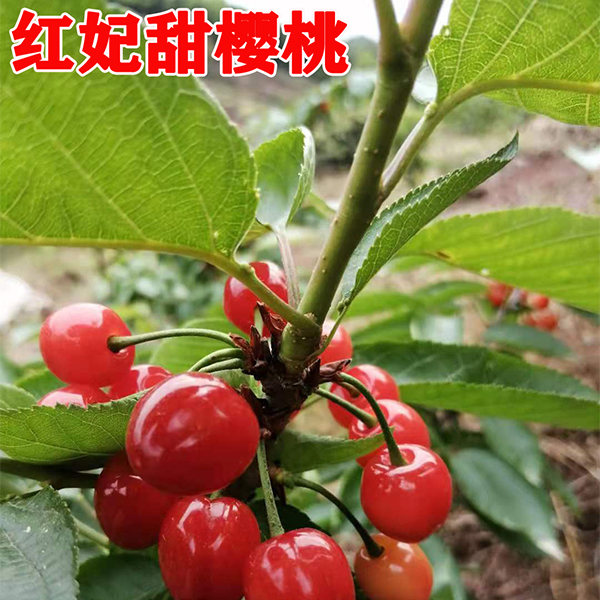 紅妃櫻桃苗